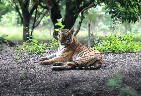 INDIA-MADHYA PRADESH-ZOOLOGICAL PARK-BIG CATS