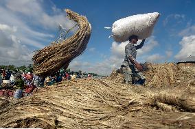 BANGLADESH-MUNSHIGANJ-JUTE