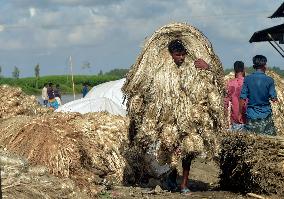 BANGLADESH-MUNSHIGANJ-JUTE