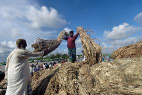 BANGLADESH-MUNSHIGANJ-JUTE