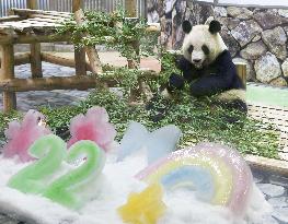 Giant panda Rauhin's 22nd birthday in Japan