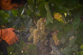 MIDEAST-GOLAN HEIGHTS-GRAPE HARVEST