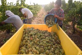 MIDEAST-GOLAN HEIGHTS-GRAPE HARVEST