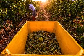 MIDEAST-GOLAN HEIGHTS-GRAPE HARVEST