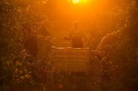 MIDEAST-GOLAN HEIGHTS-GRAPE HARVEST