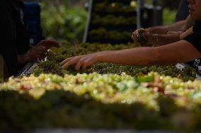 MIDEAST-GOLAN HEIGHTS-GRAPE HARVEST