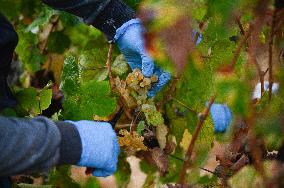 MIDEAST-GOLAN HEIGHTS-GRAPE HARVEST