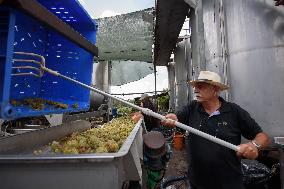 MIDEAST-GOLAN HEIGHTS-GRAPE HARVEST