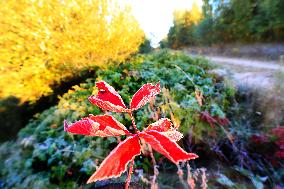 BELARUS-MINSK-SCENERY-FROST