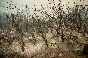 U.S.-LAKE TAHOE-FOREST FIRE