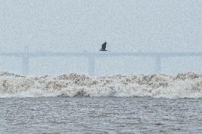 CHINA-ZHEJIANG-QIANTANG RIVER-TIDAL BORE (CN)