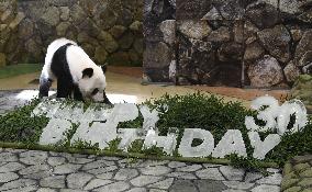Giant panda Eimei's 30th birthday in Japan