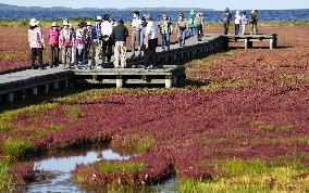 Red glasswort in northern Japan