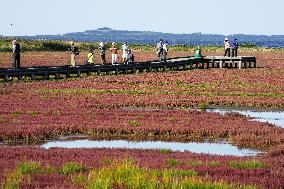 Red glasswort in northern Japan