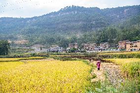 CHINA-CHONGQING-RICE-HARVEST (CN)