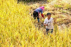 CHINA-CHONGQING-RICE-HARVEST (CN)