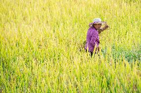 CHINA-CHONGQING-RICE-HARVEST (CN)