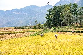 CHINA-CHONGQING-RICE-HARVEST (CN)