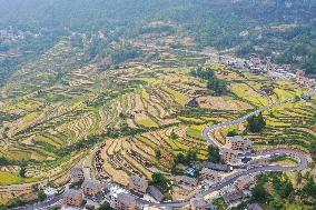 CHINA-CHONGQING-RICE-HARVEST (CN)