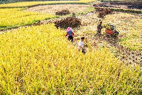 CHINA-CHONGQING-RICE-HARVEST (CN)