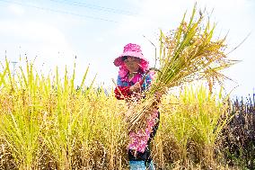 CHINA-CHONGQING-RICE-HARVEST (CN)