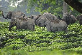 INDIA-ASSAM-NAGAON-WILD ELEPHANTS