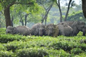 INDIA-ASSAM-NAGAON-WILD ELEPHANTS