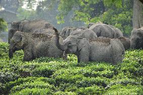 INDIA-ASSAM-NAGAON-WILD ELEPHANTS