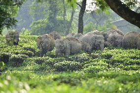 INDIA-ASSAM-NAGAON-WILD ELEPHANTS