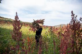 CHINA-SHANXI-QUINOA INDUSTRY (CN)