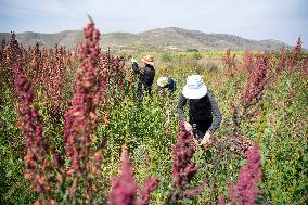 CHINA-SHANXI-QUINOA INDUSTRY (CN)