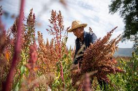 CHINA-SHANXI-QUINOA INDUSTRY (CN)