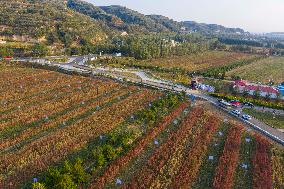 CHINA-SHANXI-QUINOA INDUSTRY (CN)