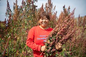 CHINA-SHANXI-QUINOA INDUSTRY (CN)