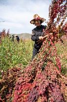 CHINA-SHANXI-QUINOA INDUSTRY (CN)