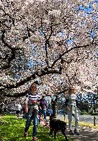 NEW ZEALAND-CHRISTCHURCH-CHERRY-BLOSSOM