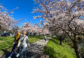 NEW ZEALAND-CHRISTCHURCH-CHERRY-BLOSSOM