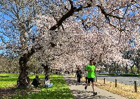 NEW ZEALAND-CHRISTCHURCH-CHERRY-BLOSSOM