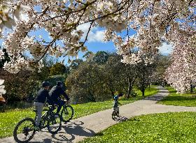 NEW ZEALAND-CHRISTCHURCH-CHERRY-BLOSSOM