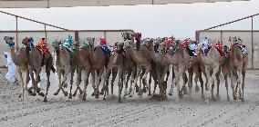 (SP)KUWAIT-JAHRA GOVERNORATE-CAMEL RACING