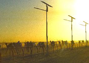 (SP)KUWAIT-JAHRA GOVERNORATE-CAMEL RACING