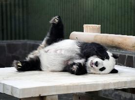 Giant panda Tantan's 27th birthday