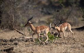 SOUTH AFRICA-MPUMALANGA-KRUGER NATIONAL PARK