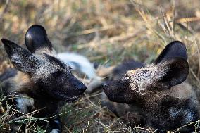 SOUTH AFRICA-MPUMALANGA-KRUGER NATIONAL PARK