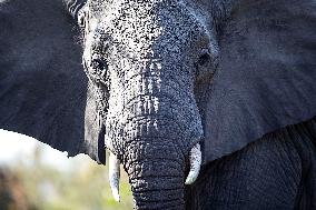 SOUTH AFRICA-MPUMALANGA-KRUGER NATIONAL PARK