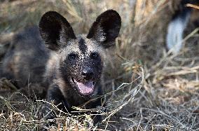 SOUTH AFRICA-MPUMALANGA-KRUGER NATIONAL PARK