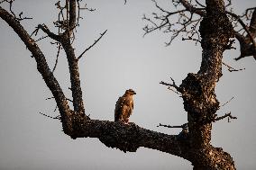 SOUTH AFRICA-MPUMALANGA-KRUGER NATIONAL PARK