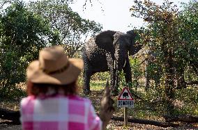 SOUTH AFRICA-MPUMALANGA-KRUGER NATIONAL PARK