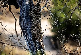 SOUTH AFRICA-MPUMALANGA-KRUGER NATIONAL PARK