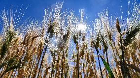 CHINA-TIBET-XIGAZE-HIGHLAND BARLEY-HARVEST (CN)